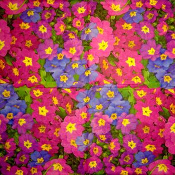 036 Flowers Others - 3 ply - Ihr